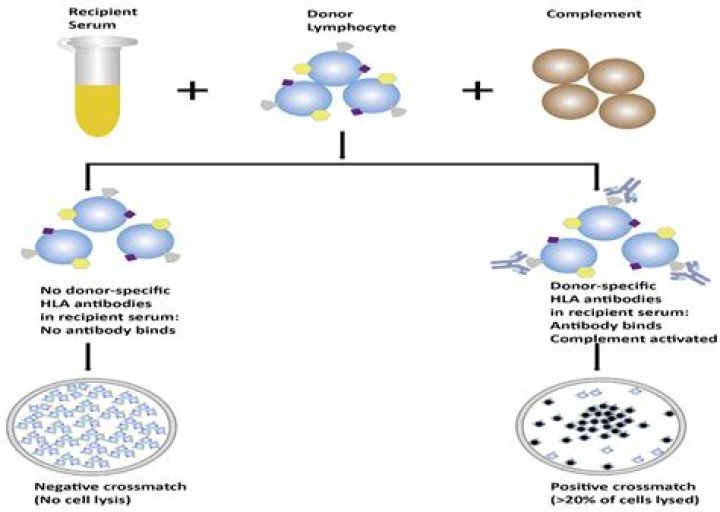 How do histocompatibility work?