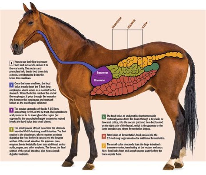 How do horses get windgalls?