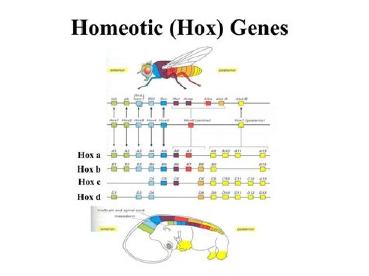 How do hox genes work?