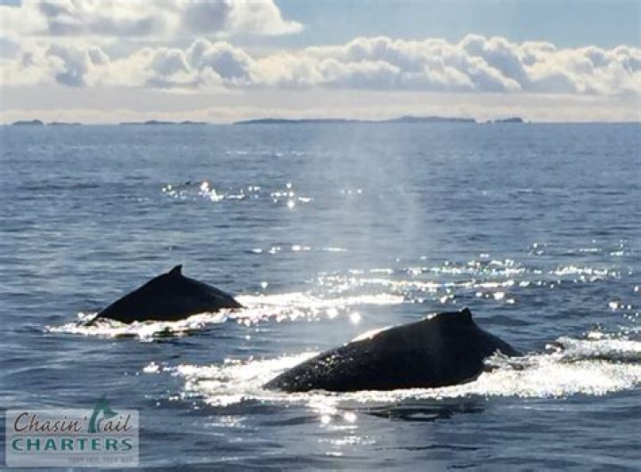 How do humpbacks sleep?