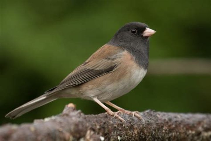 How do juncos mate?