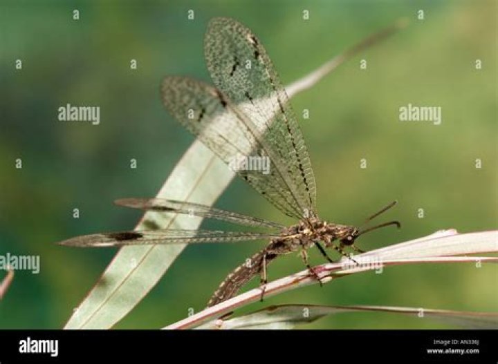 How do lacewings reproduce?