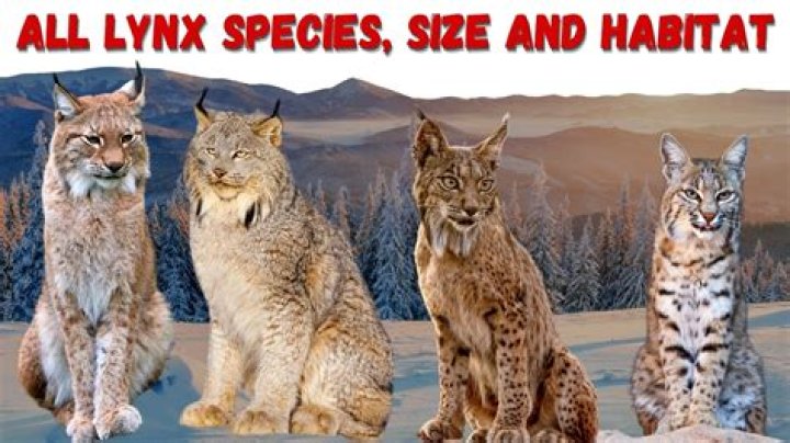 How do lynxes mate?