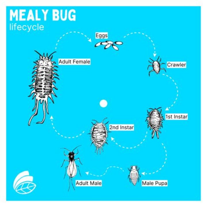 How do mealy bugs start?