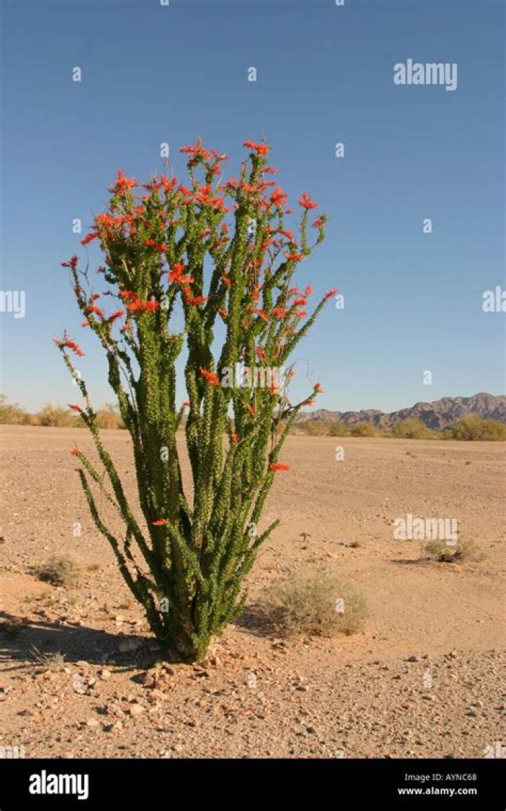 How do ocotillo adapt in the desert?