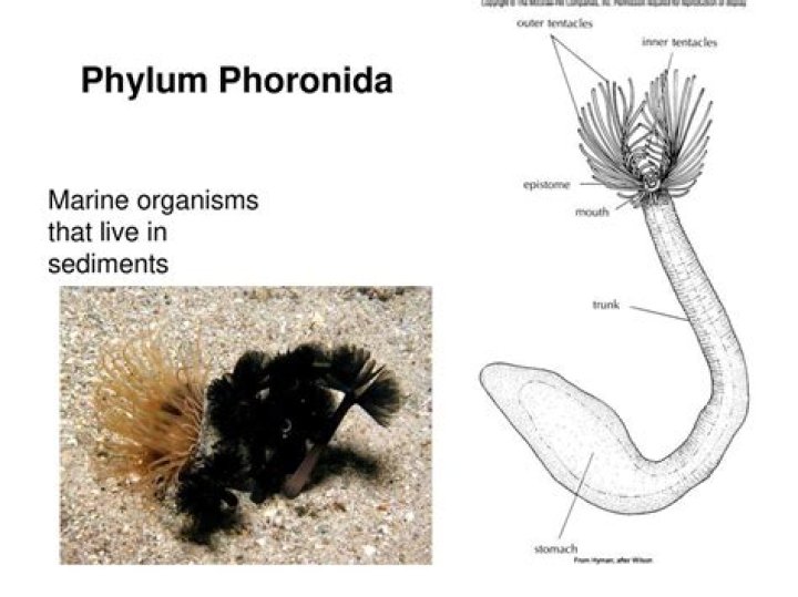 How do phoronida eat?