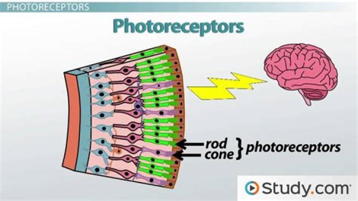 How do photoreceptors transduce light?