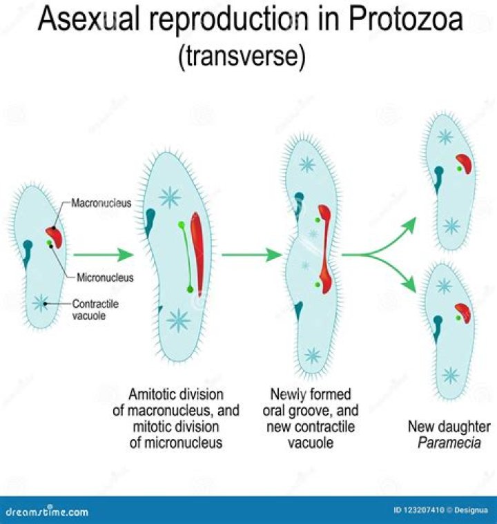 How do protozoans reproduce?