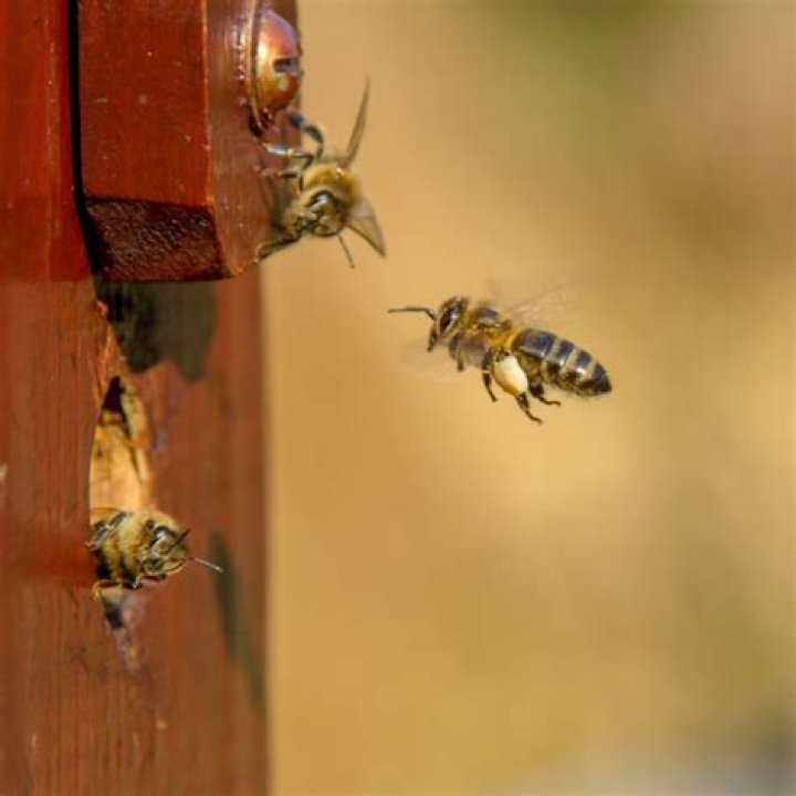 How do queen excluders work?