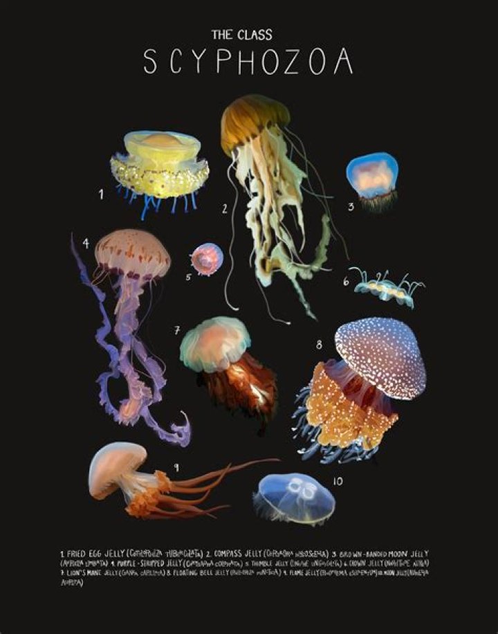 How do scyphozoans live?