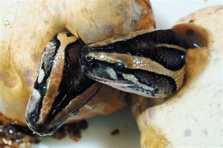 How do snakes grow?