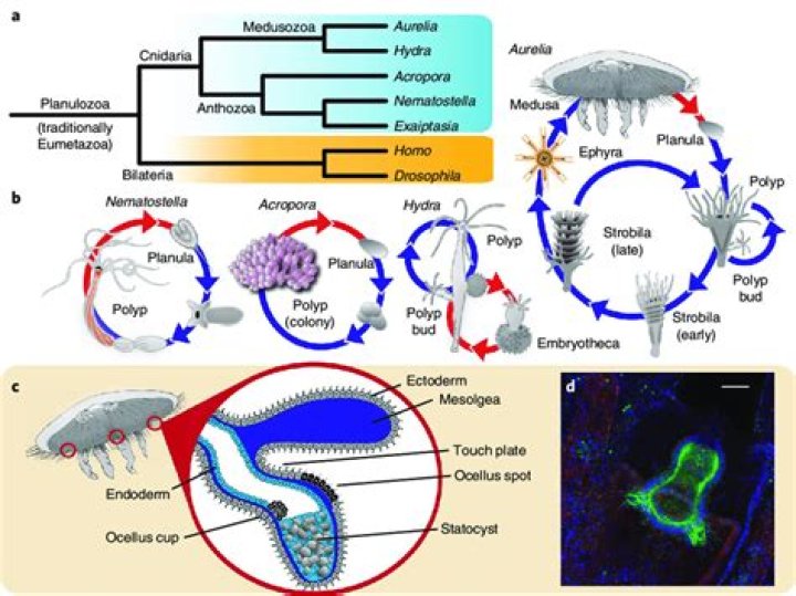 How do statocysts function?