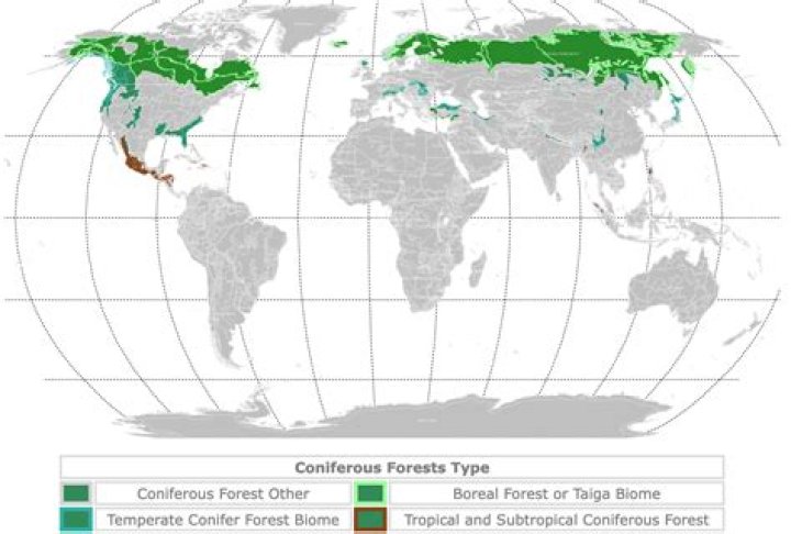 How do taigas compare to rainforests?