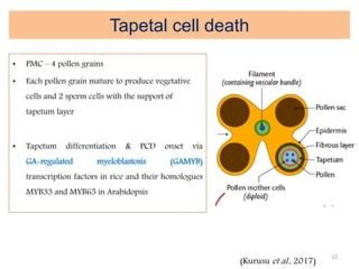How do tapetal cell?