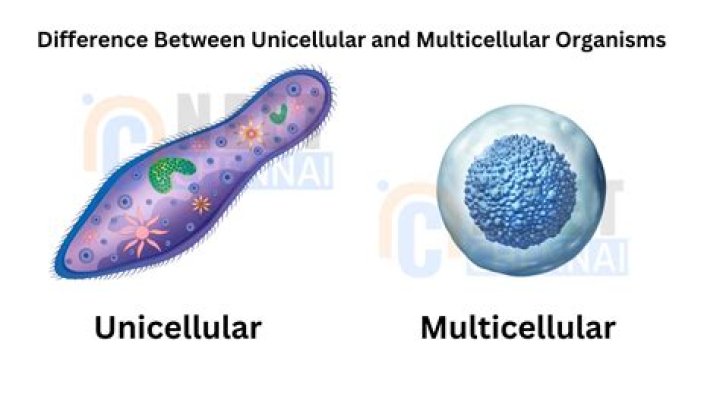 How do unicellular organisms develop?