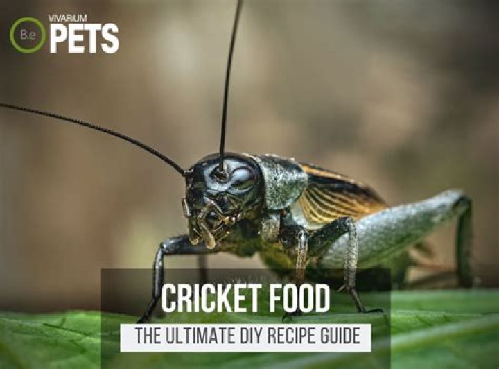 How do you cook crickets?
