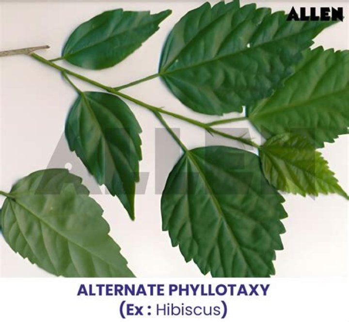 How do you identify a malvaceae family?