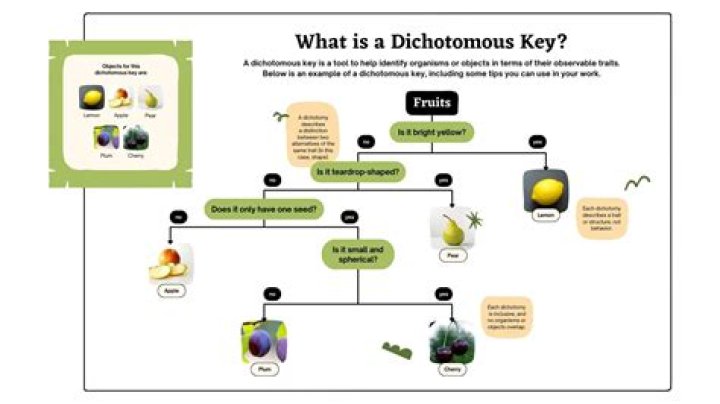 How does a dichotomic search work?