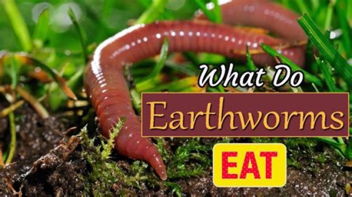 How does a worm eat?