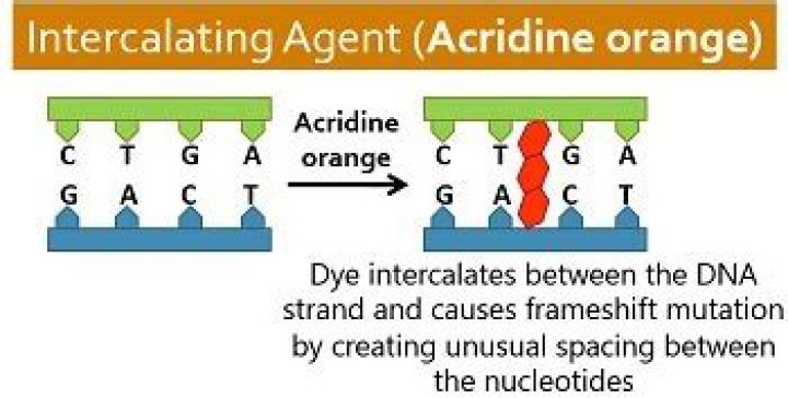How does acridine orange causes mutations?