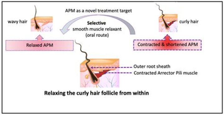 How does an arrector pili work?