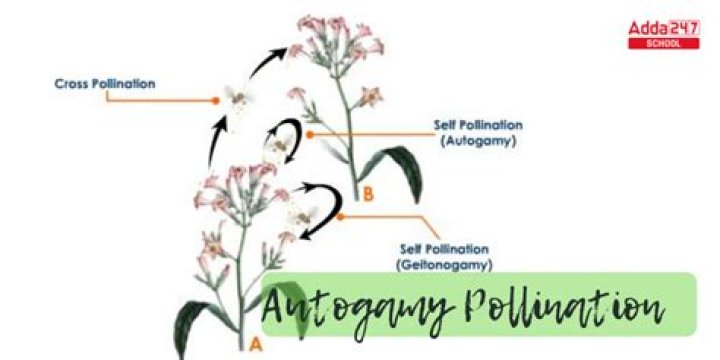 How does autogamy work?