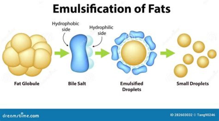 How does bile emulsifies fat?