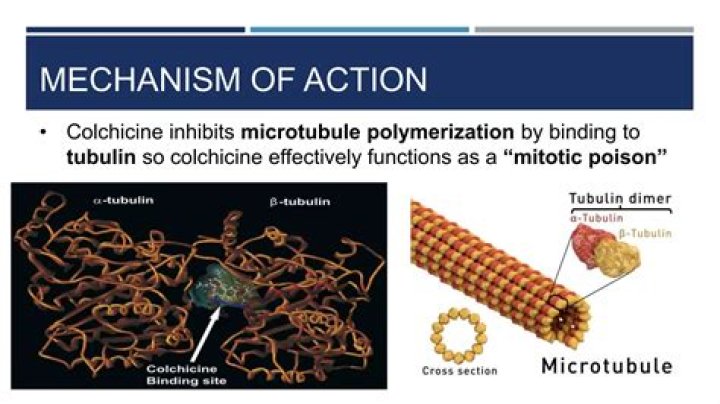 How does colchicine inhibit microtubule polymerization?