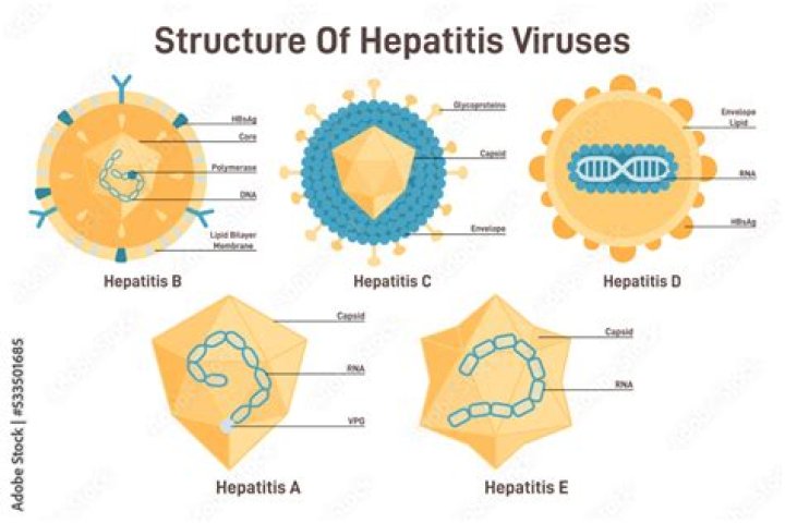 How does hep a spread?
