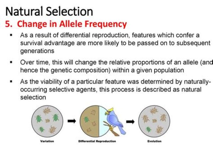 How does mate selection affect allele frequency?