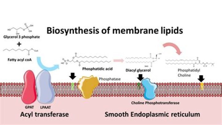 How does membrane biosynthesis occur?
