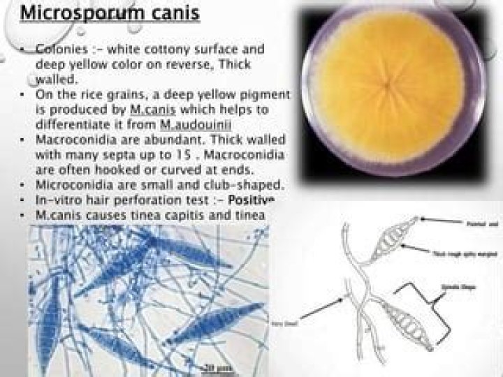 How does microsporum canis grow?