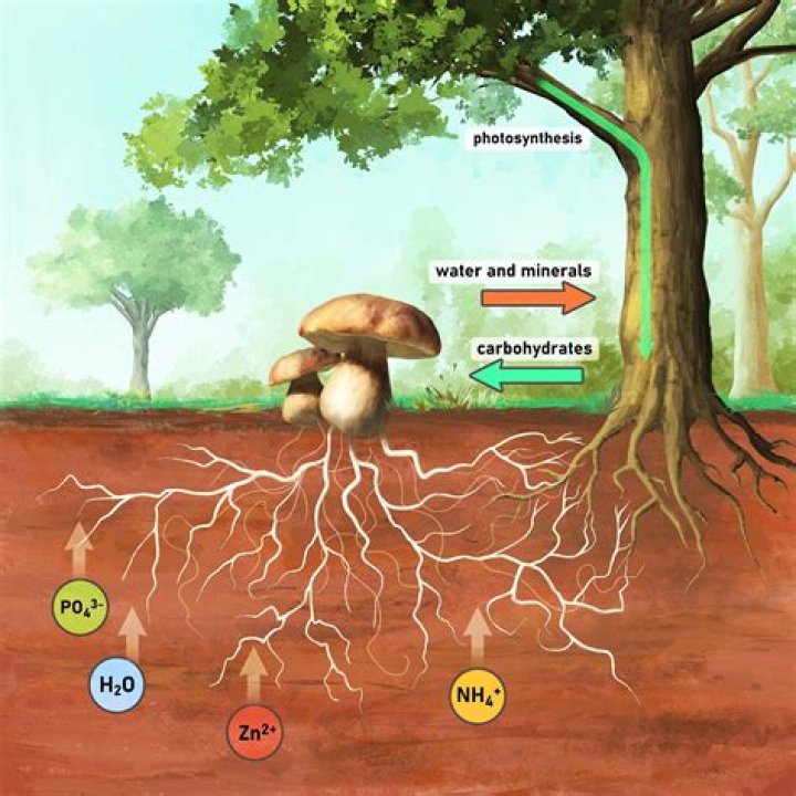 How does mycorrhizae help fungus?