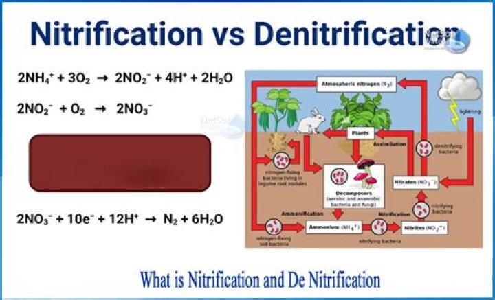 How does nitrification help plants?