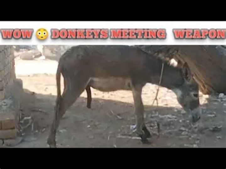How does odilia respond to meeting the donkey?