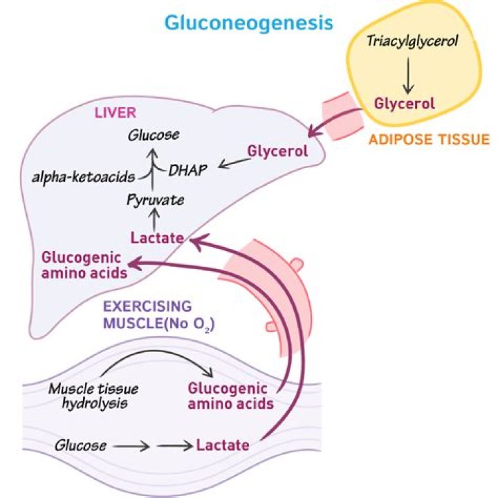 How does oxaloacetate leave the mitochondria for gluconeogenesis?