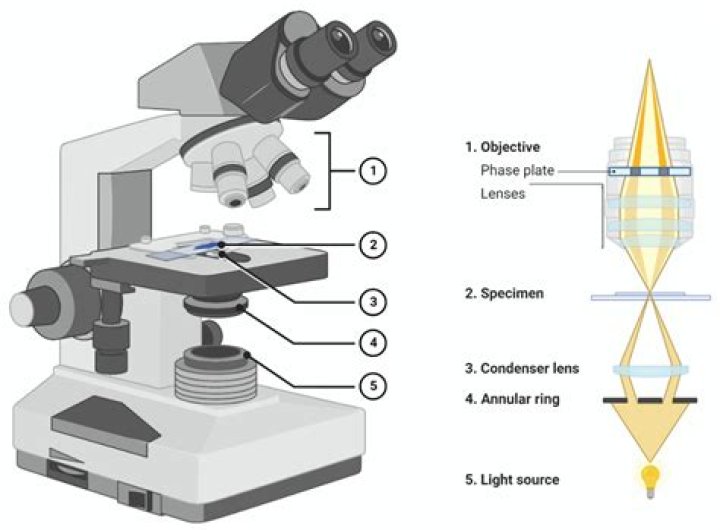 How does petrographic microscope work?