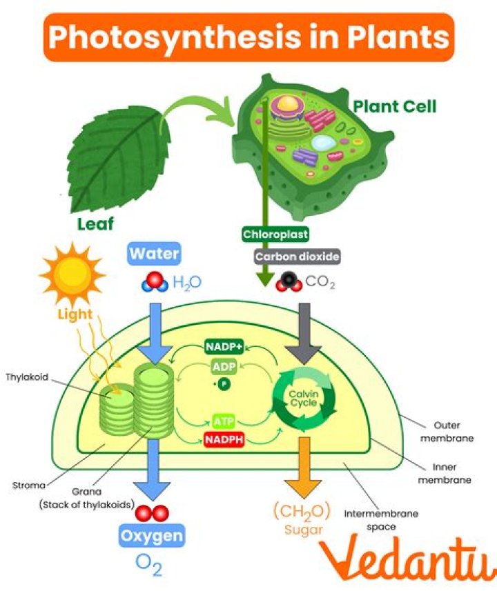 How does photosynthesis actually work?