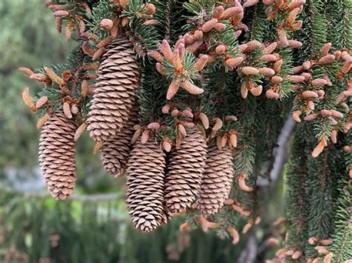 How does picea abies reproduce?