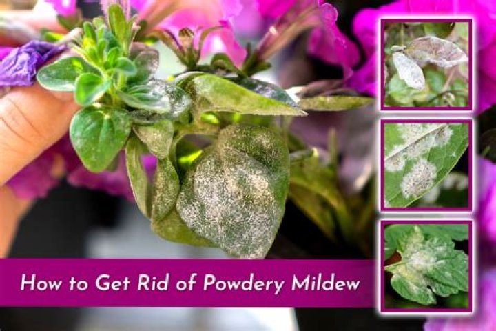 How does powdery mildew grow?