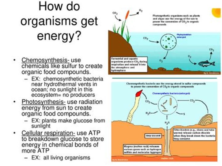 How does pseudomonas syringae obtain energy?