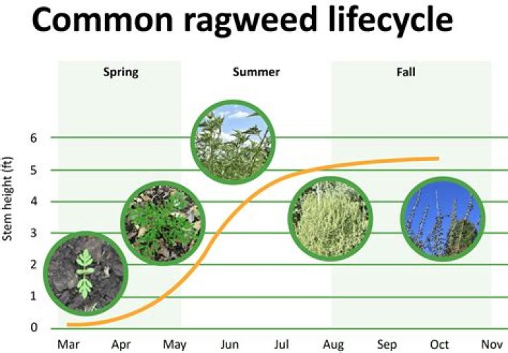 How does ragwort spread?