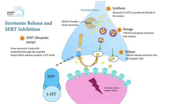 How does serotonergic work?