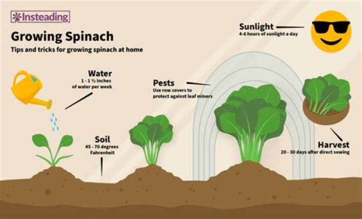 How does spinach grow?