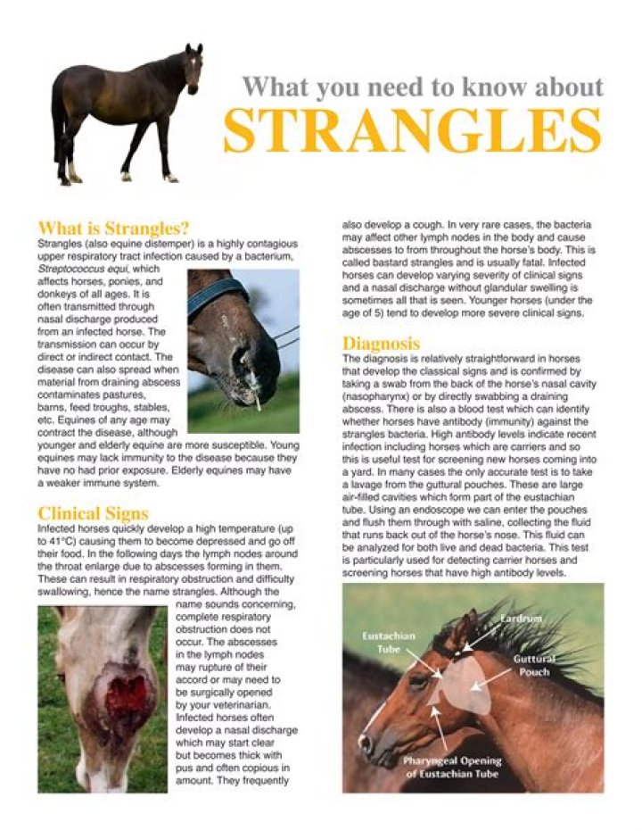 How does strangles affect the horse?