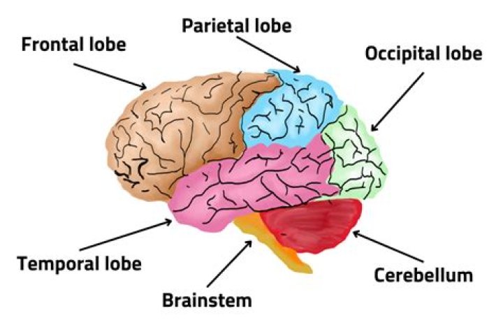 How does the brain work?