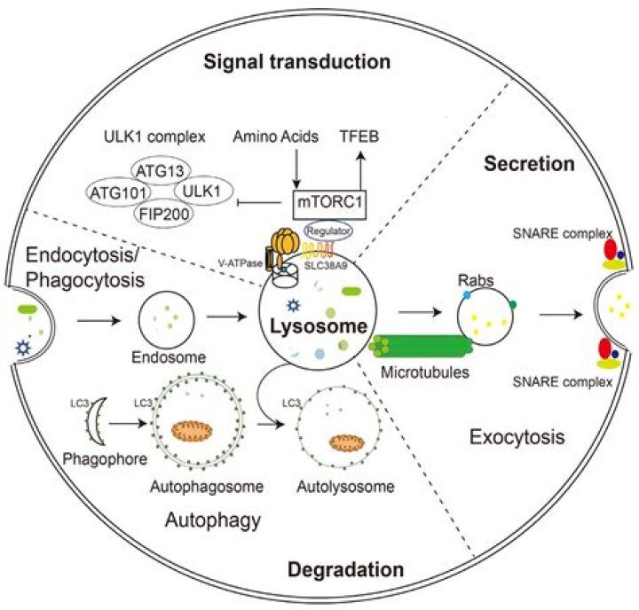 How does the lysosome aid in apoptosis?