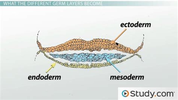 How does the mesoderm form?