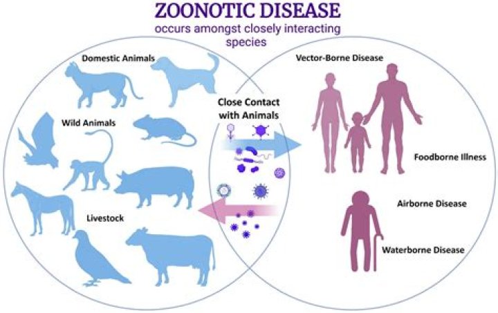 How does zoonoses occur?