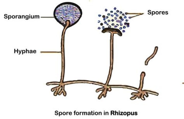 How does zygospore differ from oospore?